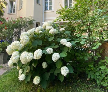 Frühstück im Gartencafé in Wien
