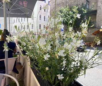 Frühstück im Zimmerservice in Wien